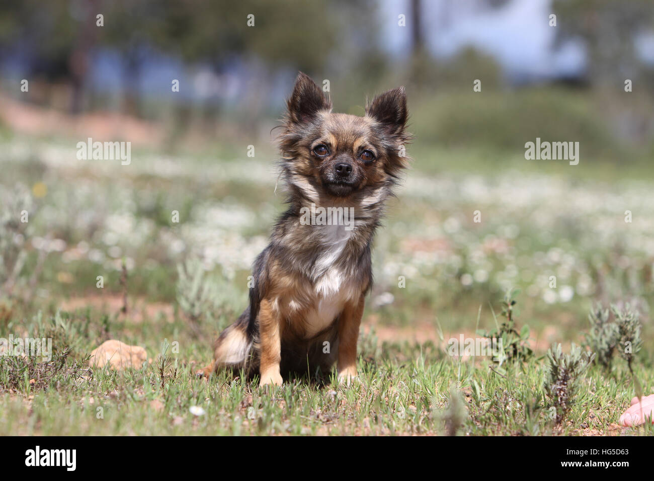 Shorthair chihuahuas hi-res stock photography and images - Alamy