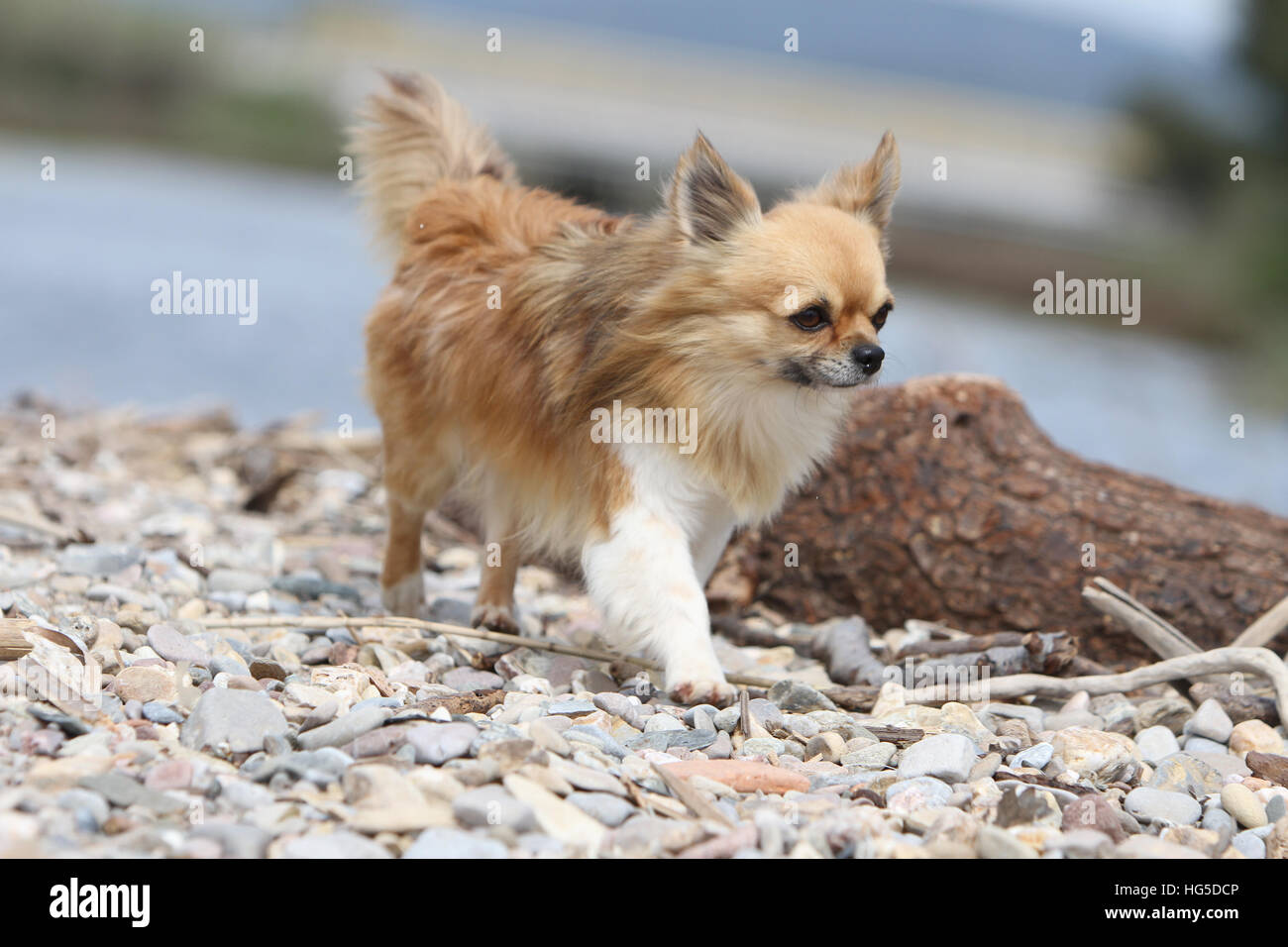 "Dog Chihuahua longhair adult adults jump jumping rock Stock Photo Alamy
