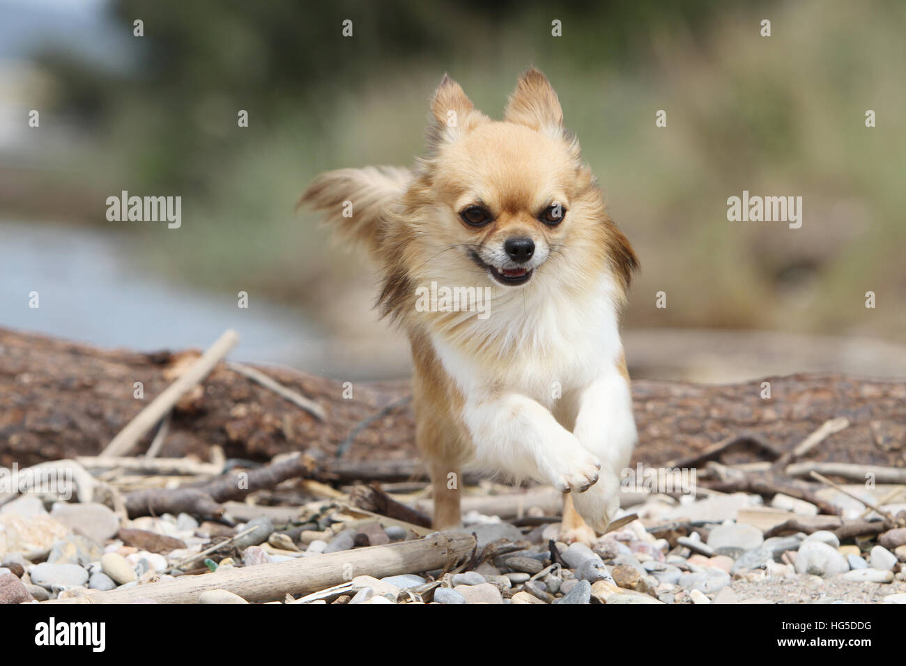"Dog Chihuahua longhair adult adults jump jumping rock Stock Photo Alamy