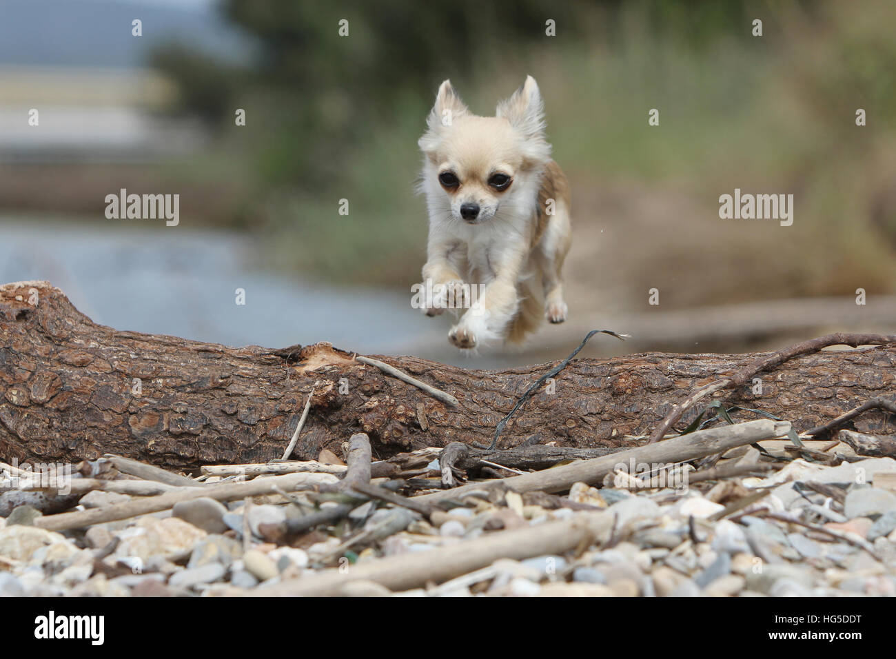 "Dog Chihuahua longhair adult adults jump jumping rock Stock Photo Alamy