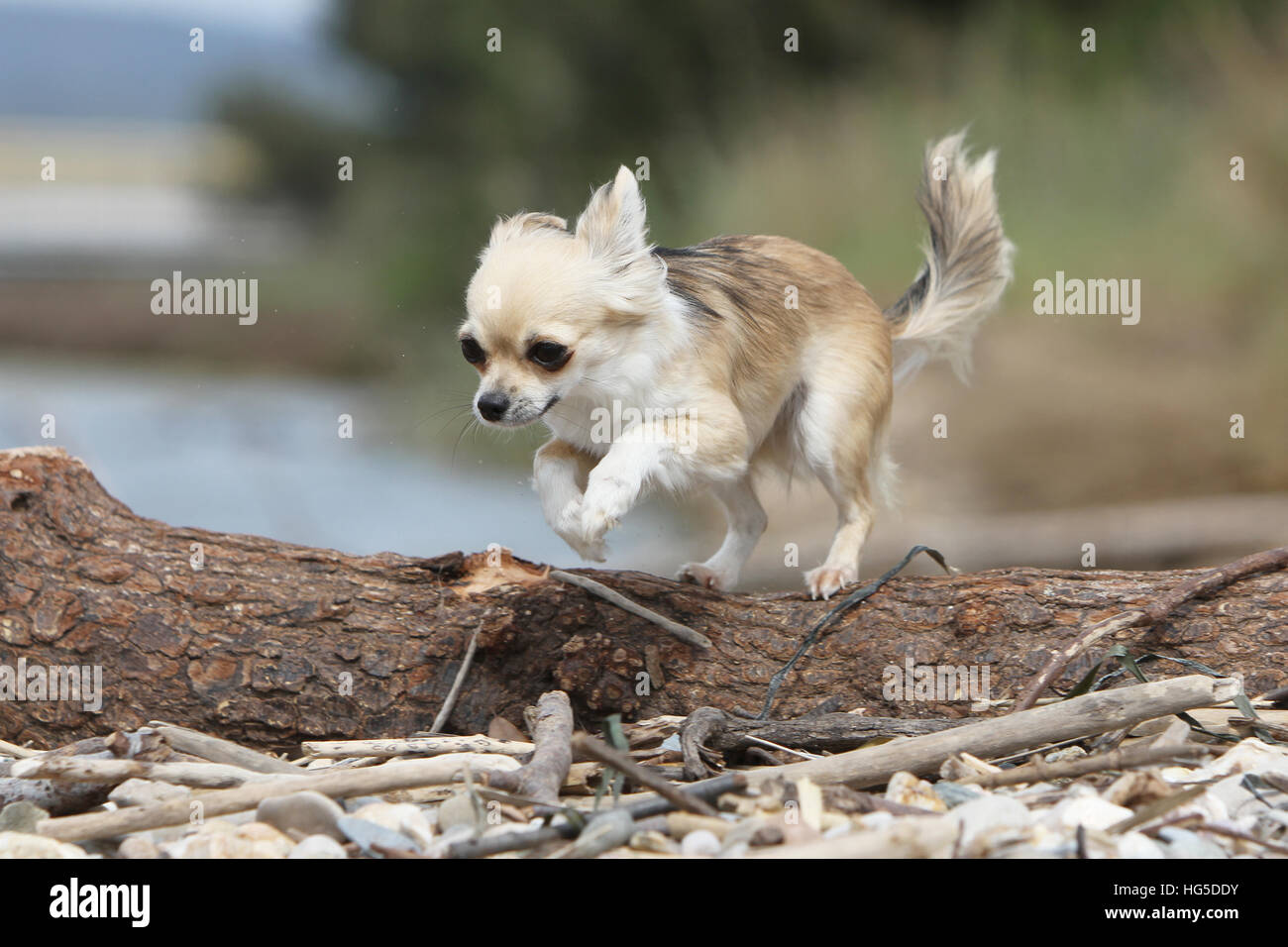 Do Chihuahuas Jump