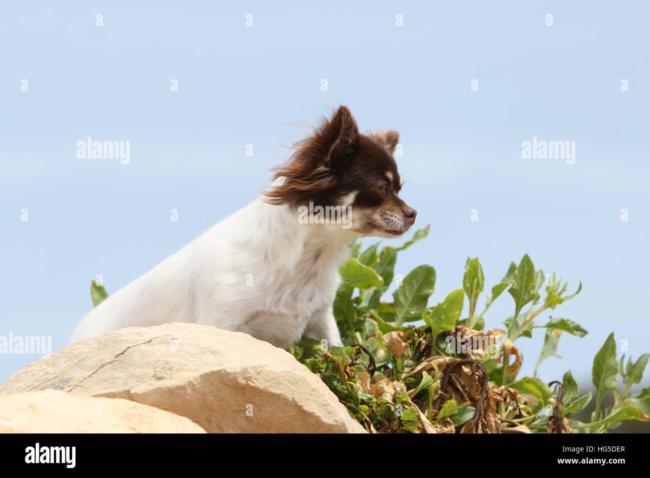 Dog Chihuahua Shorthair Adult Sitting On A Rock Stock Photo