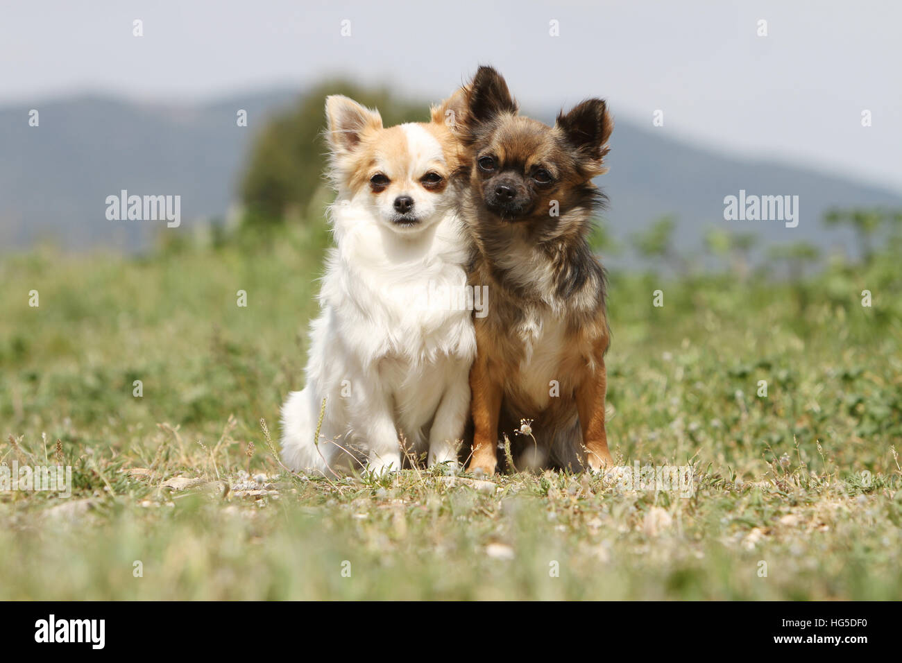 Dogs Hairs Stock Photos Dogs Hairs Stock Images Page 2 Alamy