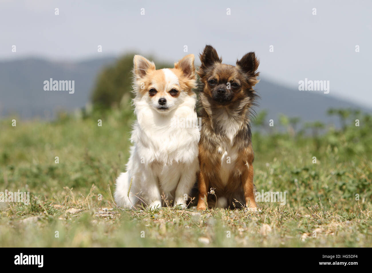 Two Chihuahuas Together Stock Photos Two Chihuahuas Together