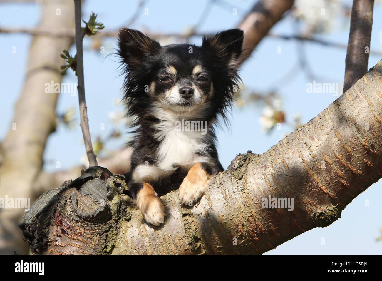 Page 3 Long Hair Chihuahua Mexican Dog High Resolution Stock Photography And Images Alamy