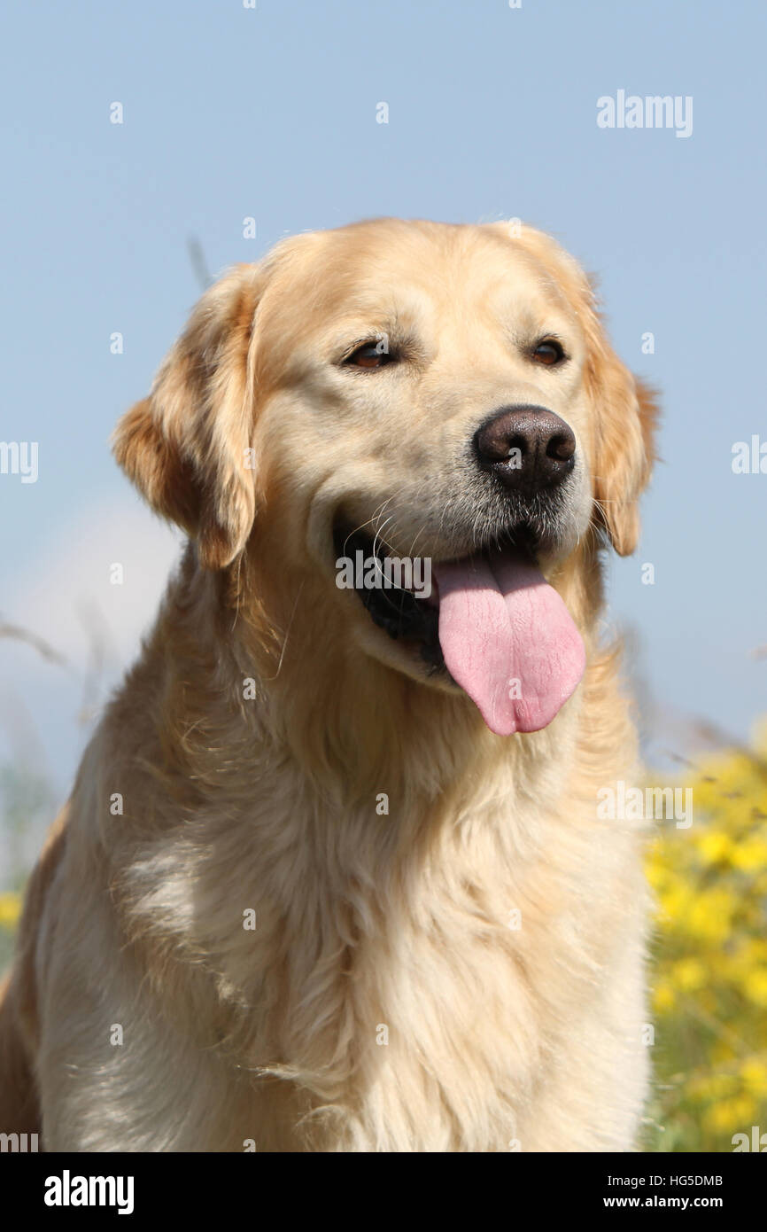 Dog Golden Retriever  /  adult portrait Stock Photo