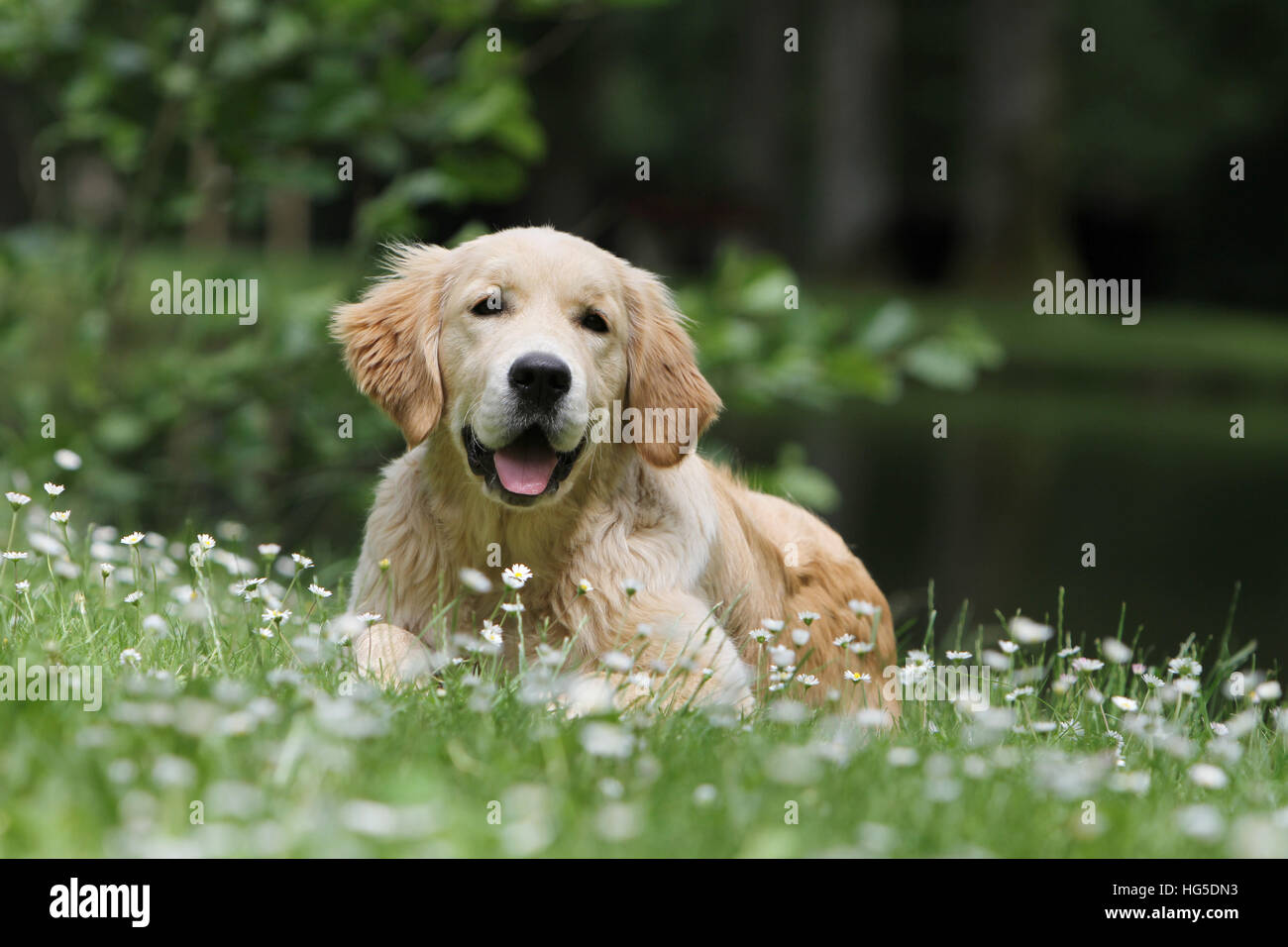 Golden retriever hi-res stock photography and images - Alamy