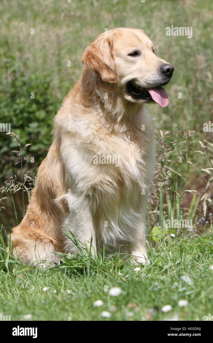 Adult golden cheap retriever