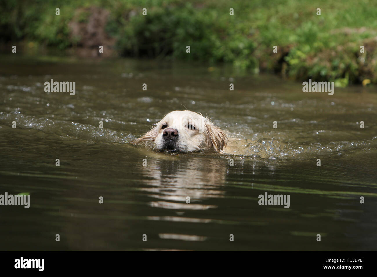 Golden retriever lake hi-res stock photography and images - Alamy