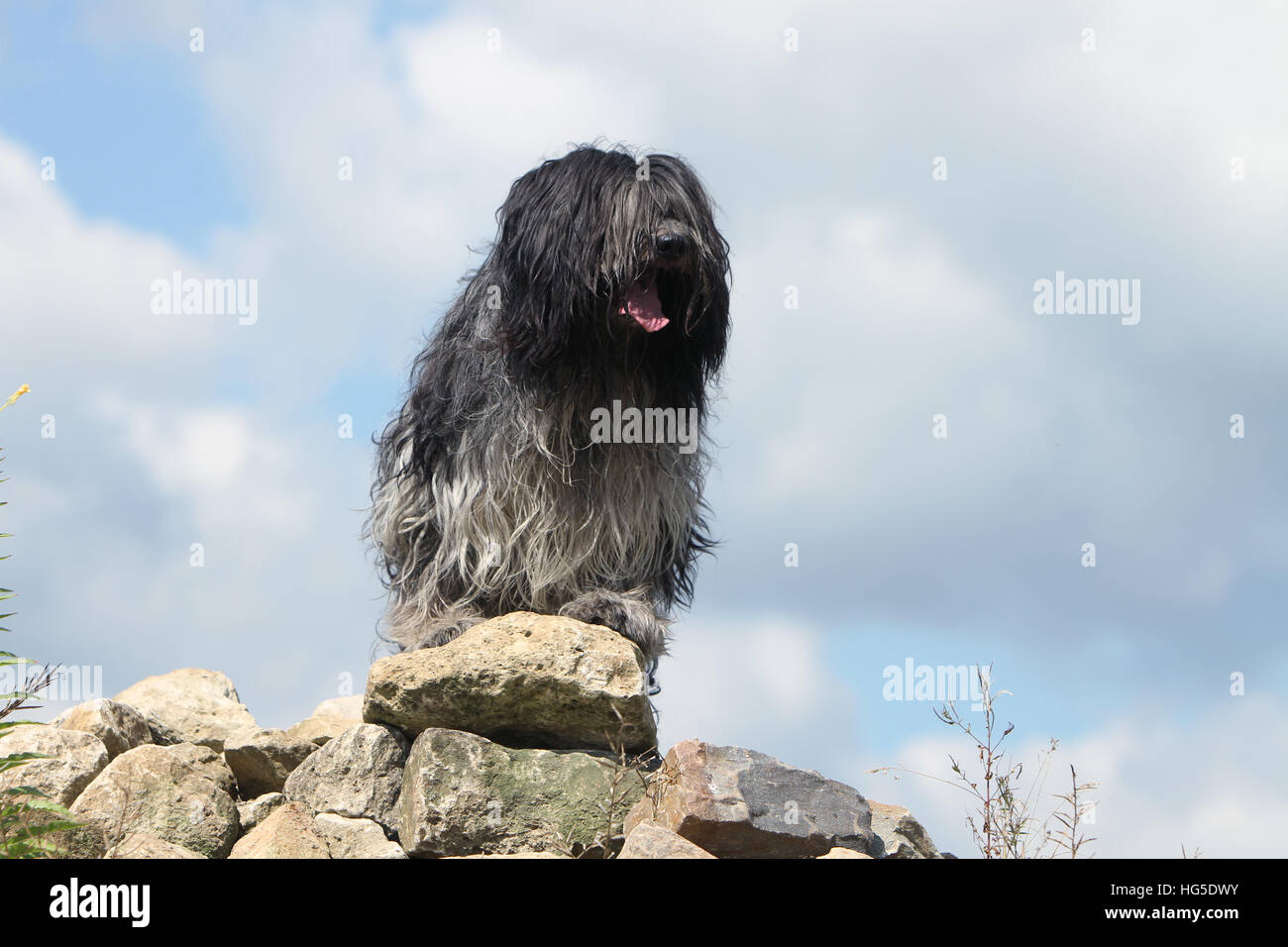 Dog Schapendoes / Dutch Sheepdog adult standing Stock Photo