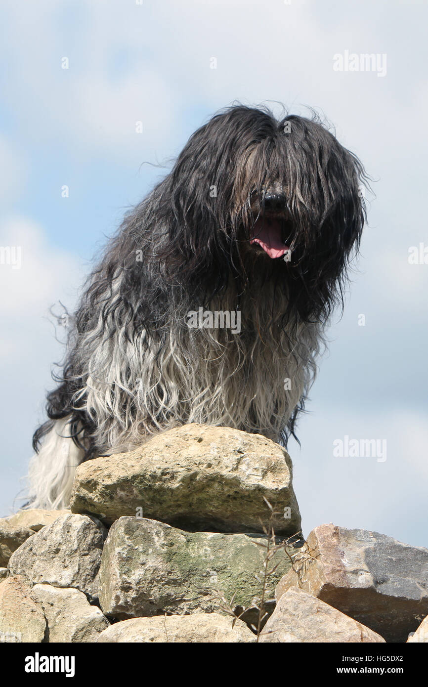 Dog Schapendoes / Dutch Sheepdog adult standing Stock Photo