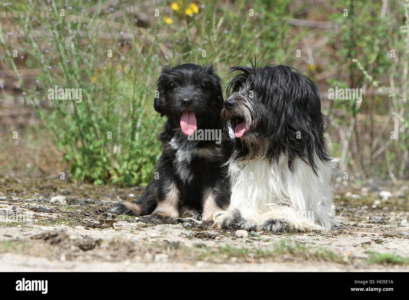 Dog Schapendoes / Dutch Sheepdog adult and puppy sitting natural Stock Photo