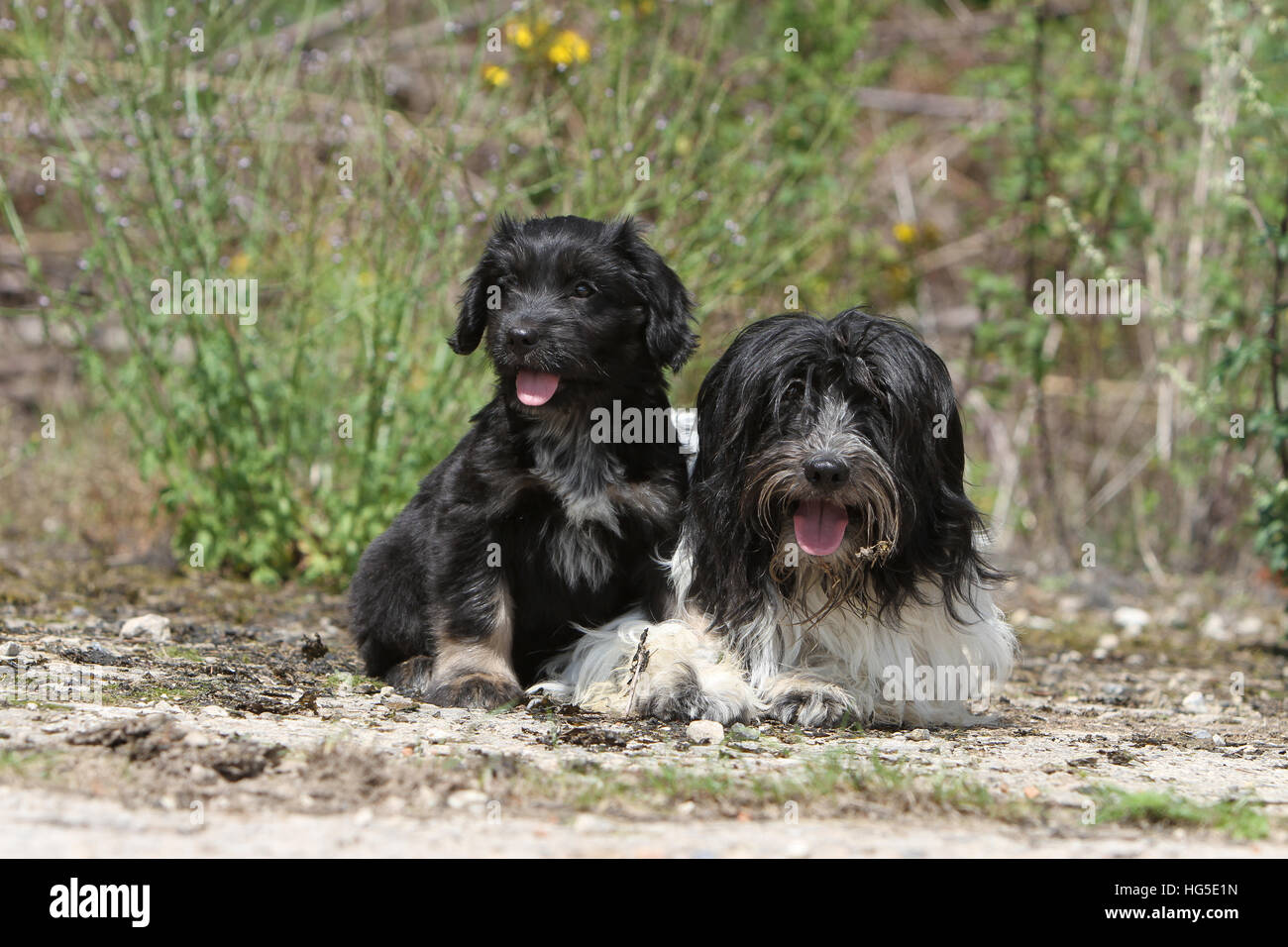 Dog Schapendoes / Dutch Sheepdog adult and puppy sitting natural Stock Photo