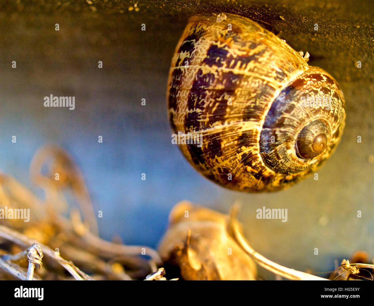 Snail hanging upside down Stock Photo Alamy