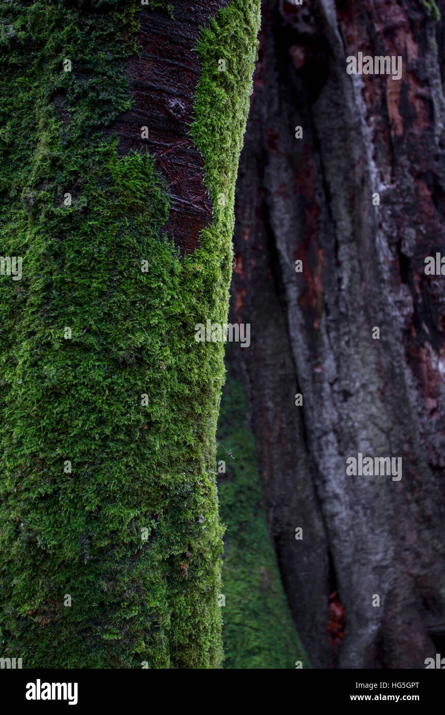 An old forest with a tree trunk covered in bright green damp moss with ...