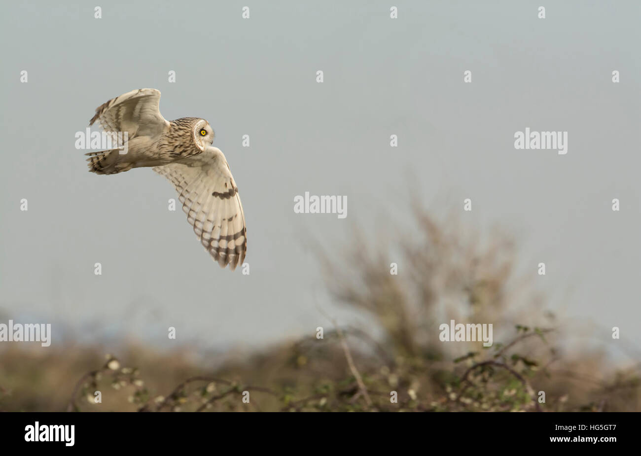 Short-eared owl (Asio flammeus) flying over coastal pasture in winter Stock Photo