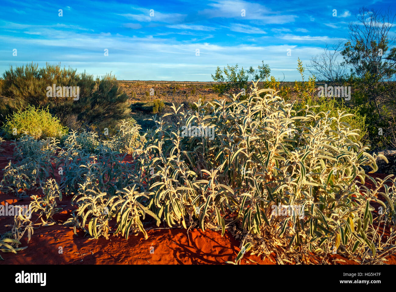 Australian desert (outback) in Northern Territory Stock Photo