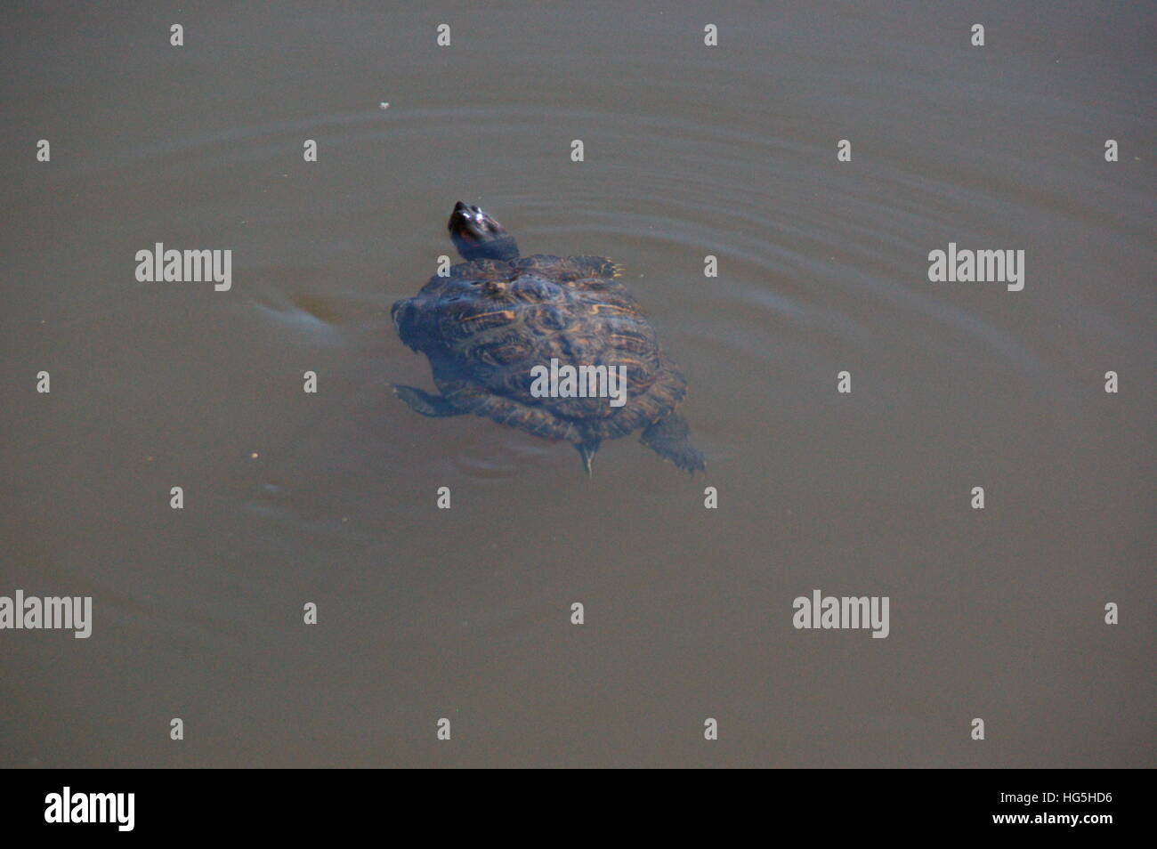A Red Eared Slider Turtle enjoys a swim in Lake Anza near Berkeley, CA. Stock Photo