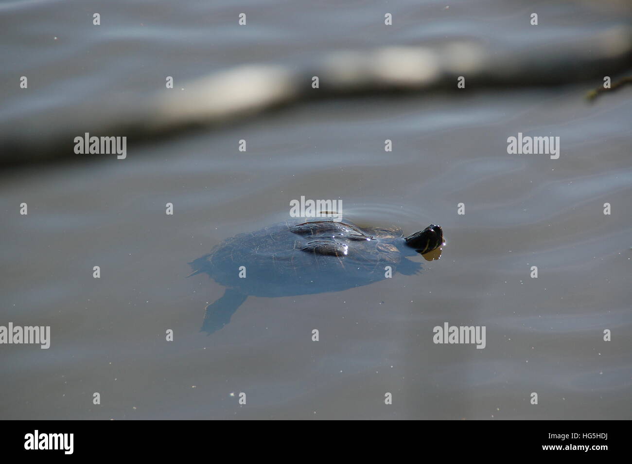 A Red Eared Slider Turtle enjoys a swim in Lake Anza near Berkeley, CA. Stock Photo