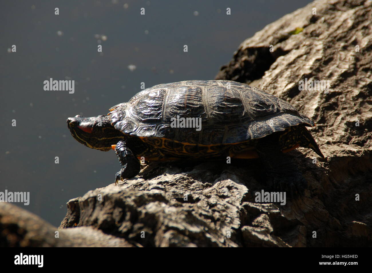 A Red Eared Slider Turtle contemplates a dive into Lake Anza near ...