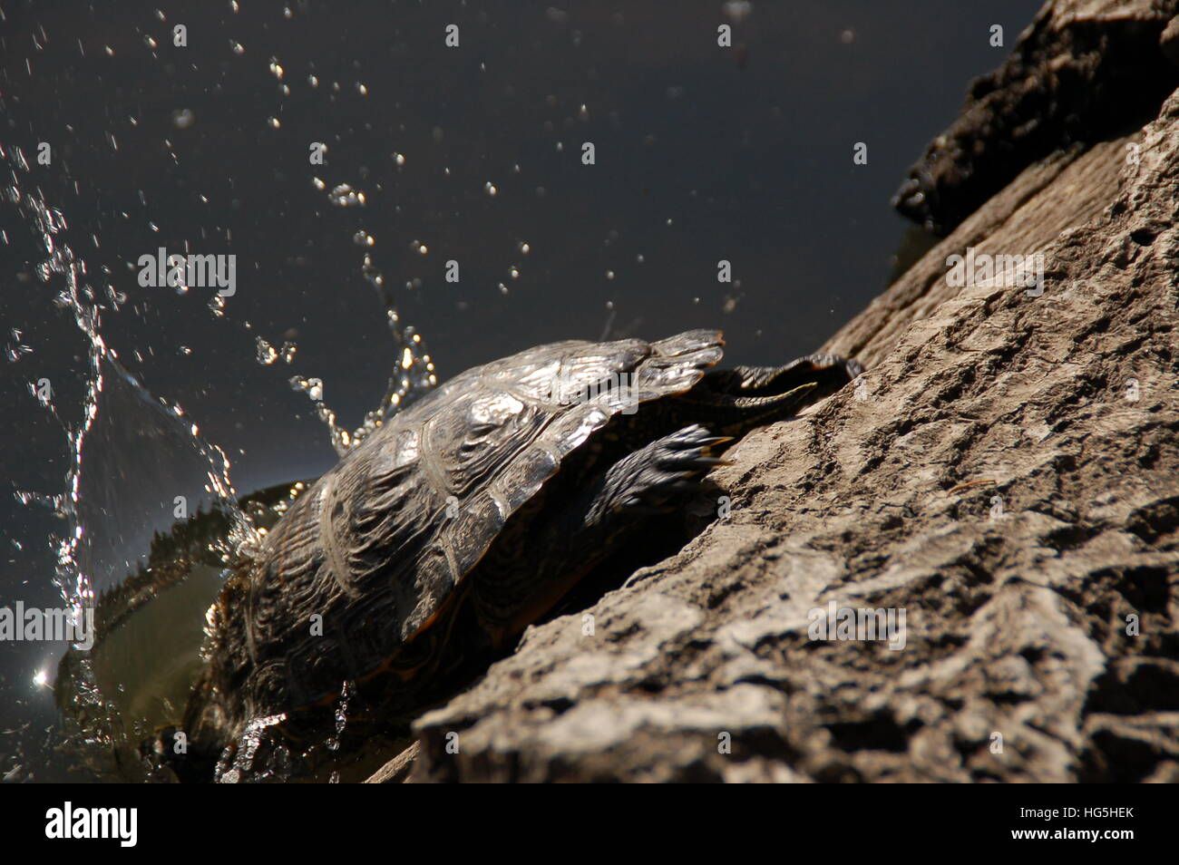 Red Eared Turtle Shell High Resolution Stock Photography and Images - Alamy