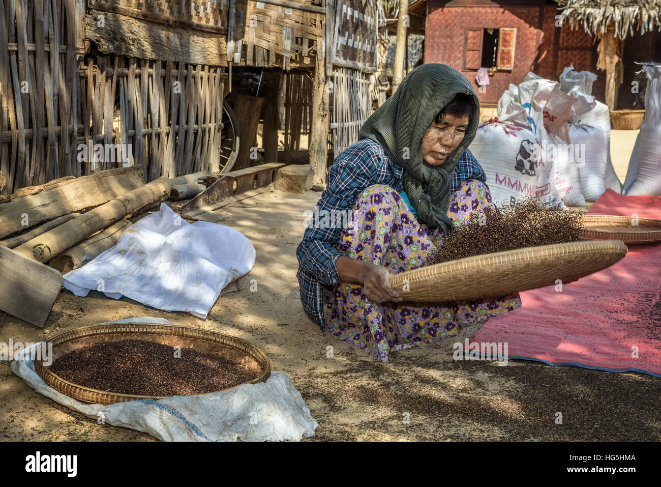 Burmese farmer woman threshes corn to remove chaff Stock Photo