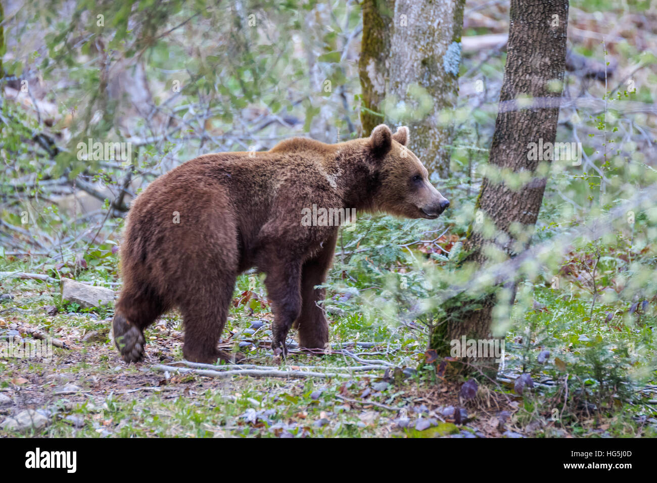 wild bear Stock Photo