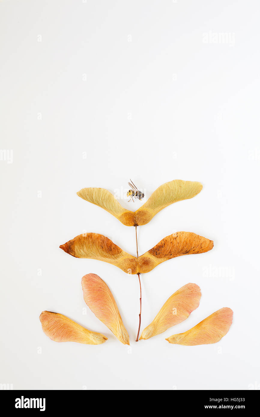 Little bee landing on maple seeds arranged in whimsical pattern Stock Photo
