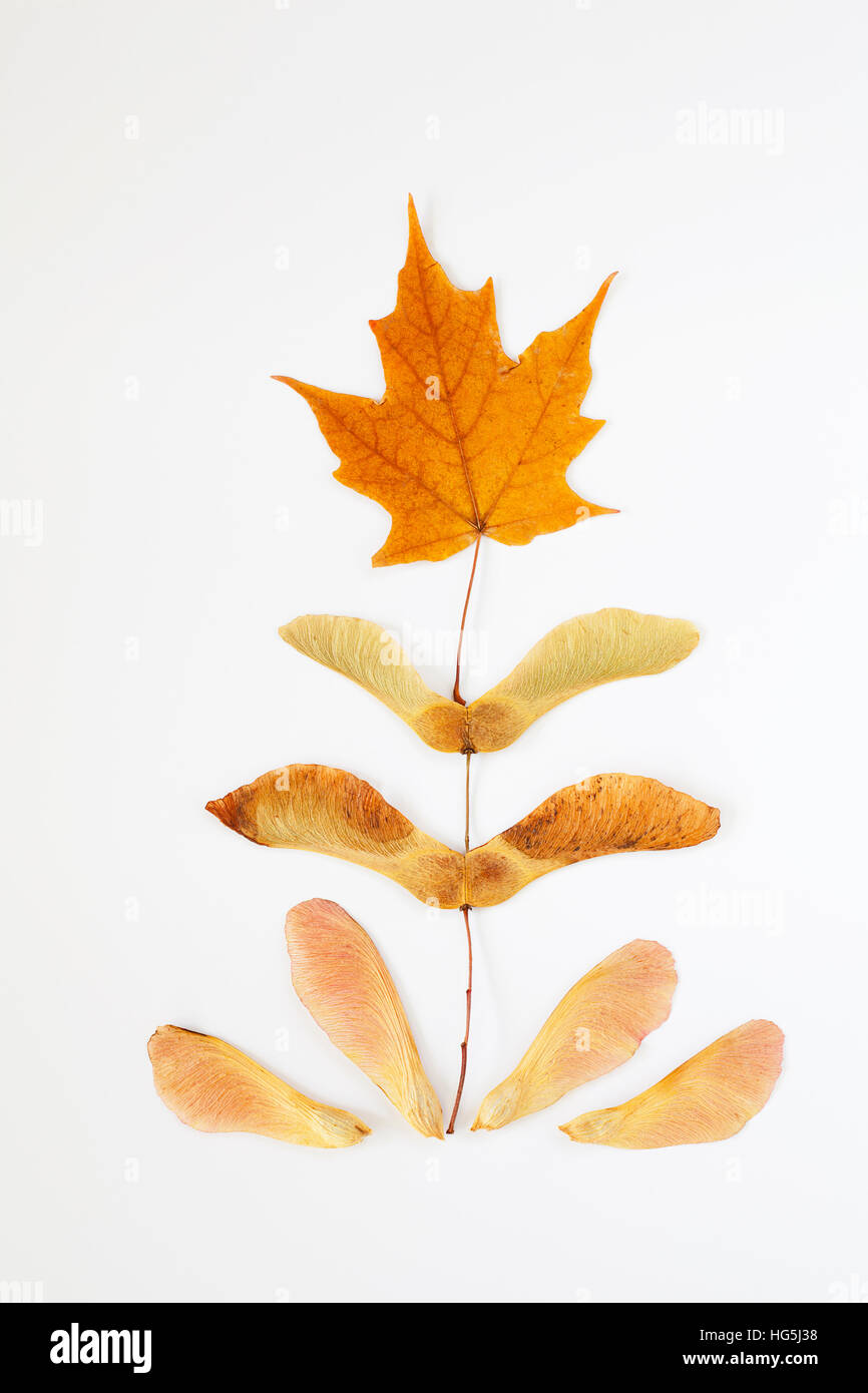 Autumn maple leaf and seeds arranged in whimsical pattern on silver and gold textured background Stock Photo