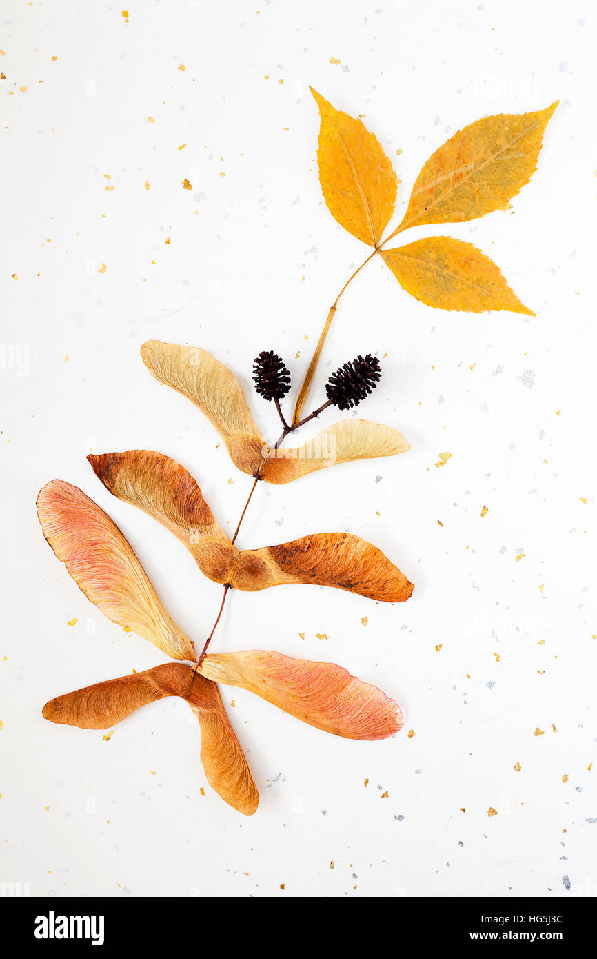 Autumn maple leaf and seeds arranged in whimsical pattern on silver and gold textured background Stock Photo