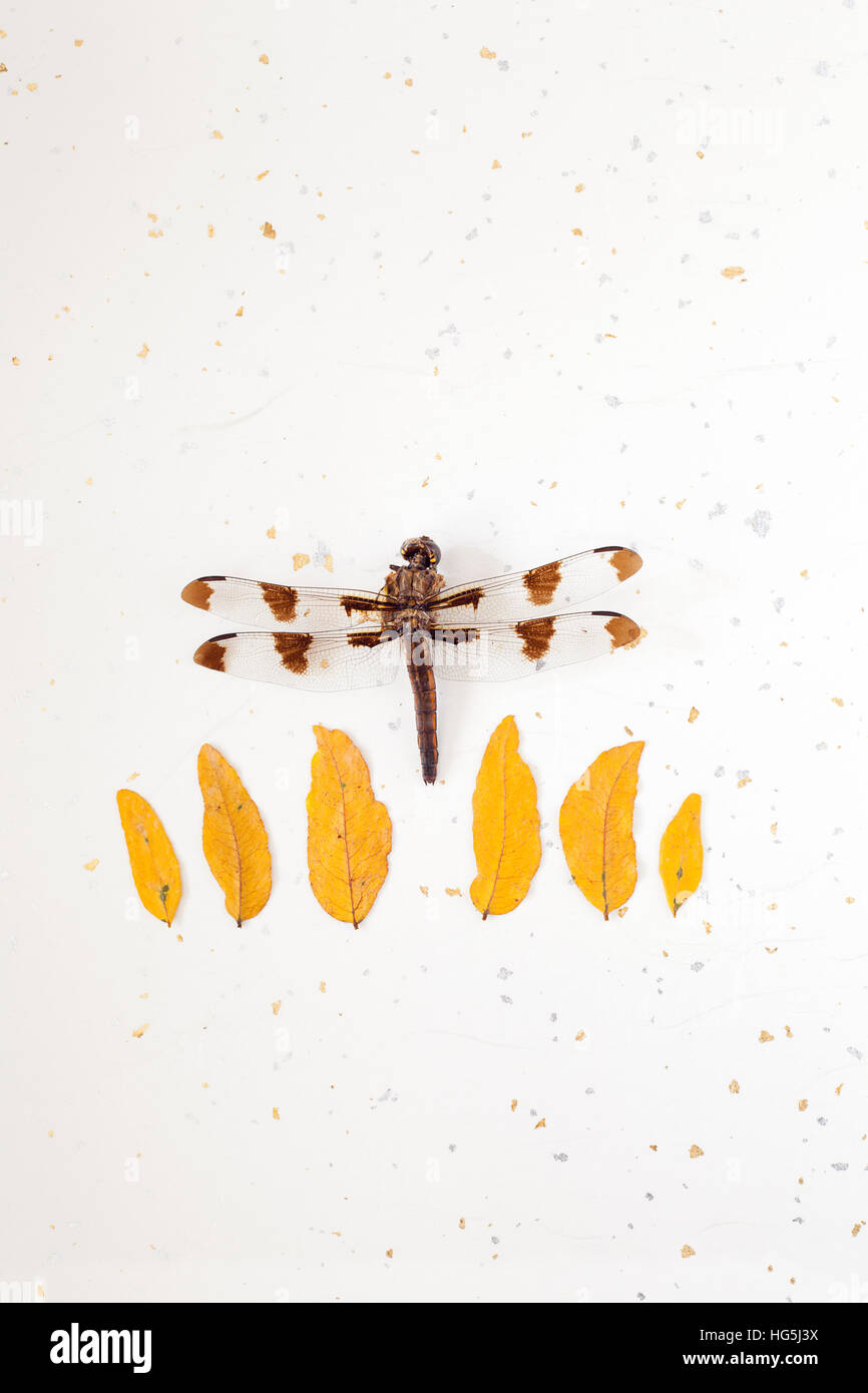 Dragonfly floating above row of honey locust leaves on silver and gold textured background Stock Photo
