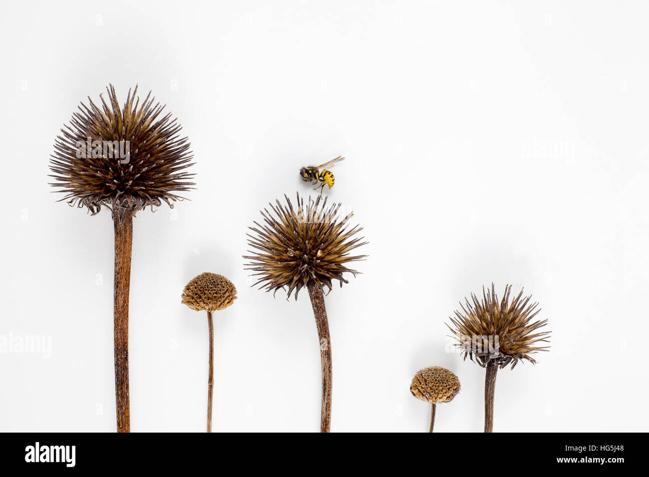 Small bee landing on row of dried seed pods Stock Photo