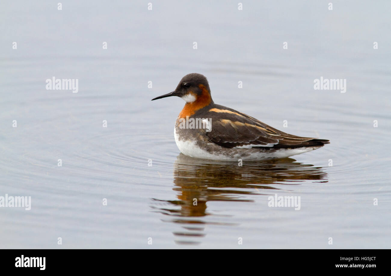 Red necked phalarope (Phalaropus lobatus) on a small lake Stock Photo