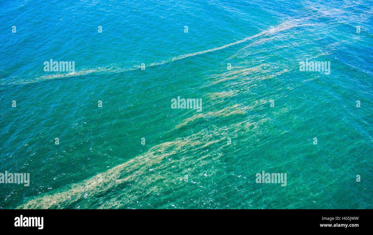 Trichodesmium sp. – a cyanobacteria (blue-green algae), and is also called whale food, sea scum and, incorrectly, whale sperm. Stock Photo