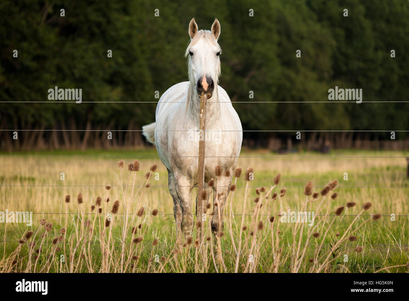 A white horse behind an enclosure looking straightforward at camera at