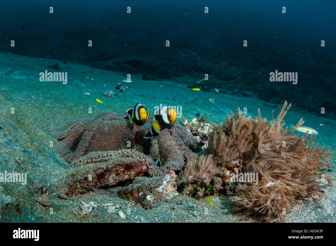 Saddleback Anemonefish (Amphiprion polymnus) in Bali, Indonesia Stock Photo