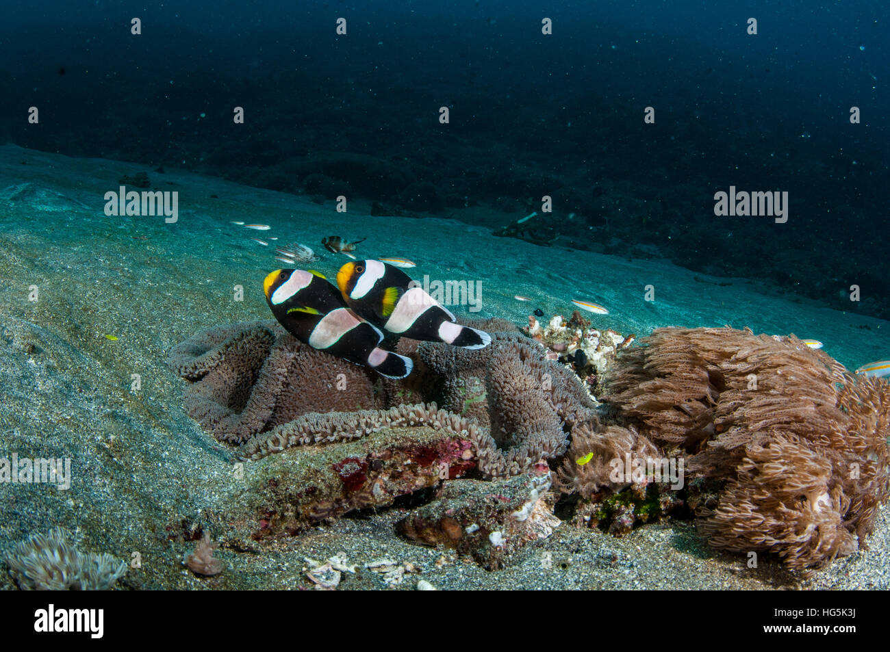 Saddleback Anemonefish (Amphiprion polymnus) in Bali, Indonesia Stock Photo
