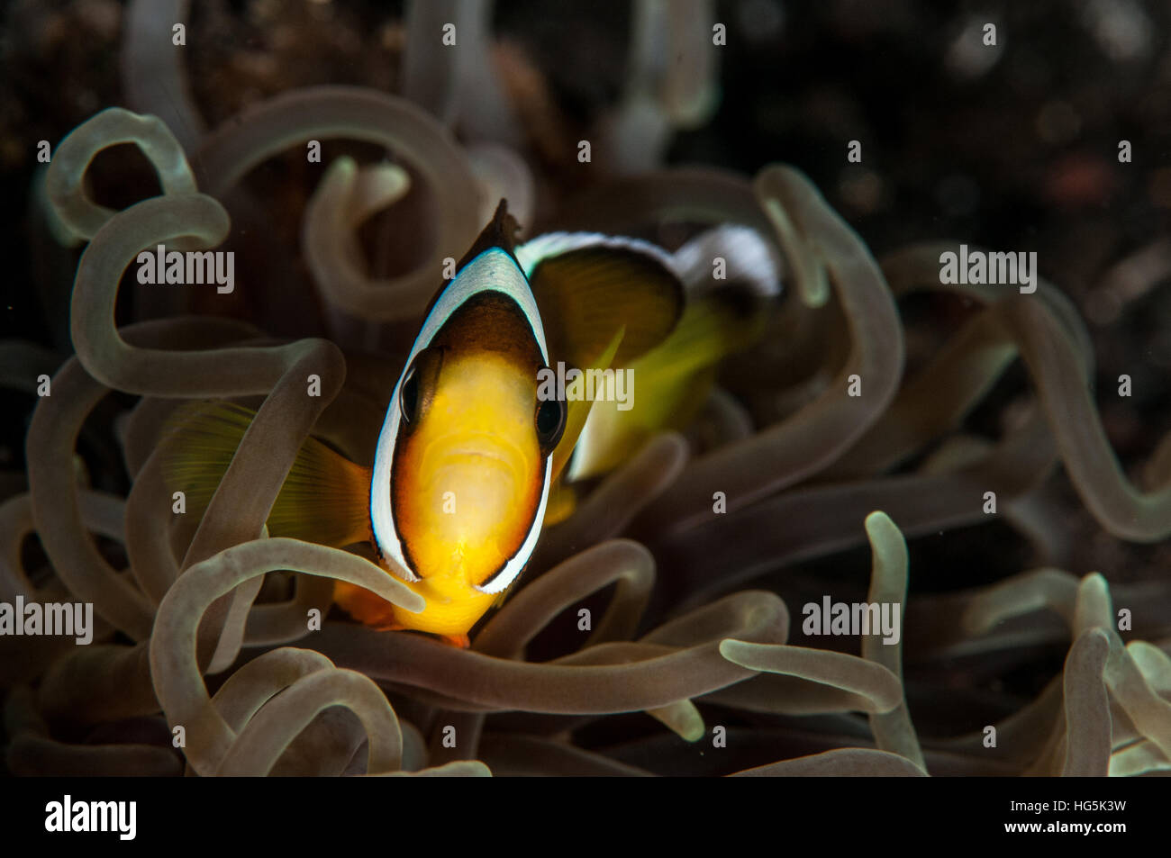 Barrier reef anemonefish (Amphiprion akindynos) in Bali, Indonesia Stock Photo