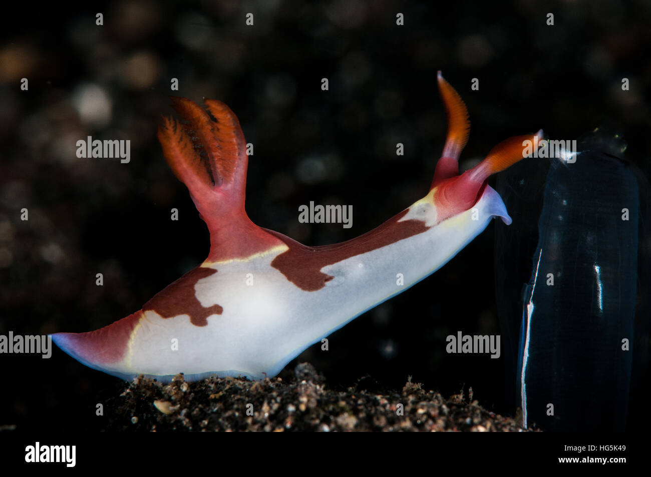 Nudibranch, Bali, Indonesia Stock Photo