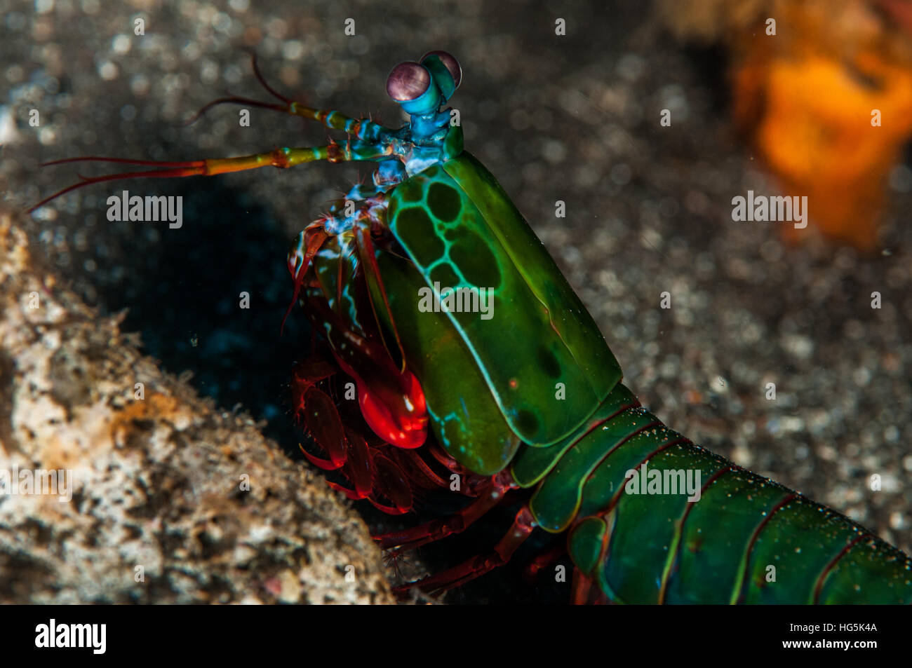 peacock mantis shrimp (Odontodactylus scyllarus) , Bali, Indonesia Stock Photo