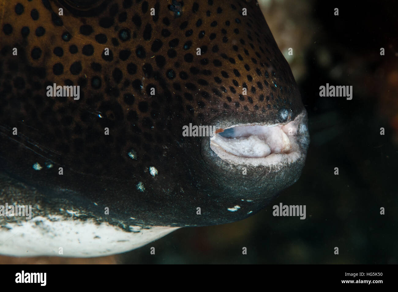 blue-spotted pufferfish (Arothron caeruleopunctatus) in Bali, Indonesia Stock Photo