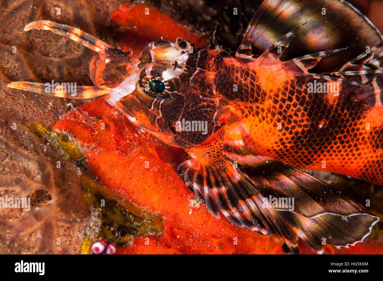 Twospot turkeyfish (Dendrochirus biocellatus), Bali, Indonesia Stock Photo
