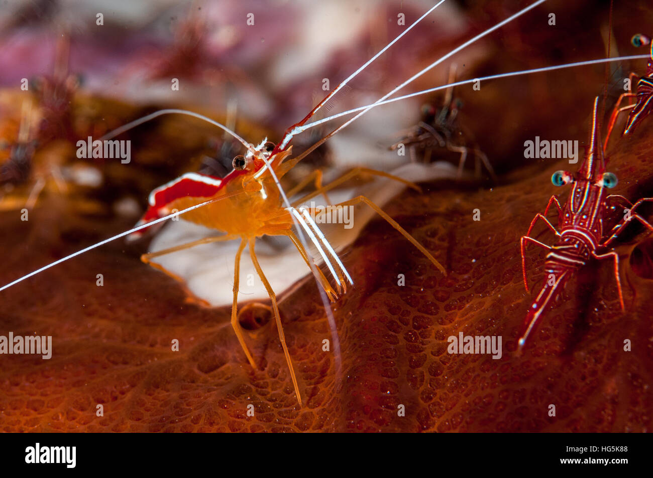 scarlet cleaner shrimp (Lysmata amboinensis), Bali, Indonesia Stock Photo