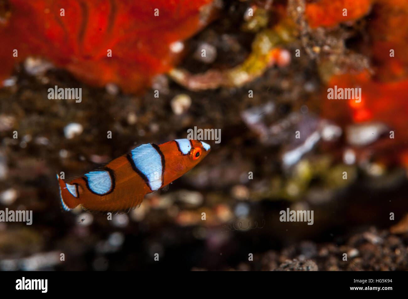 Juvenile Yellowtail Coris (Coris gaimard), Bali, Indonesia Stock Photo
