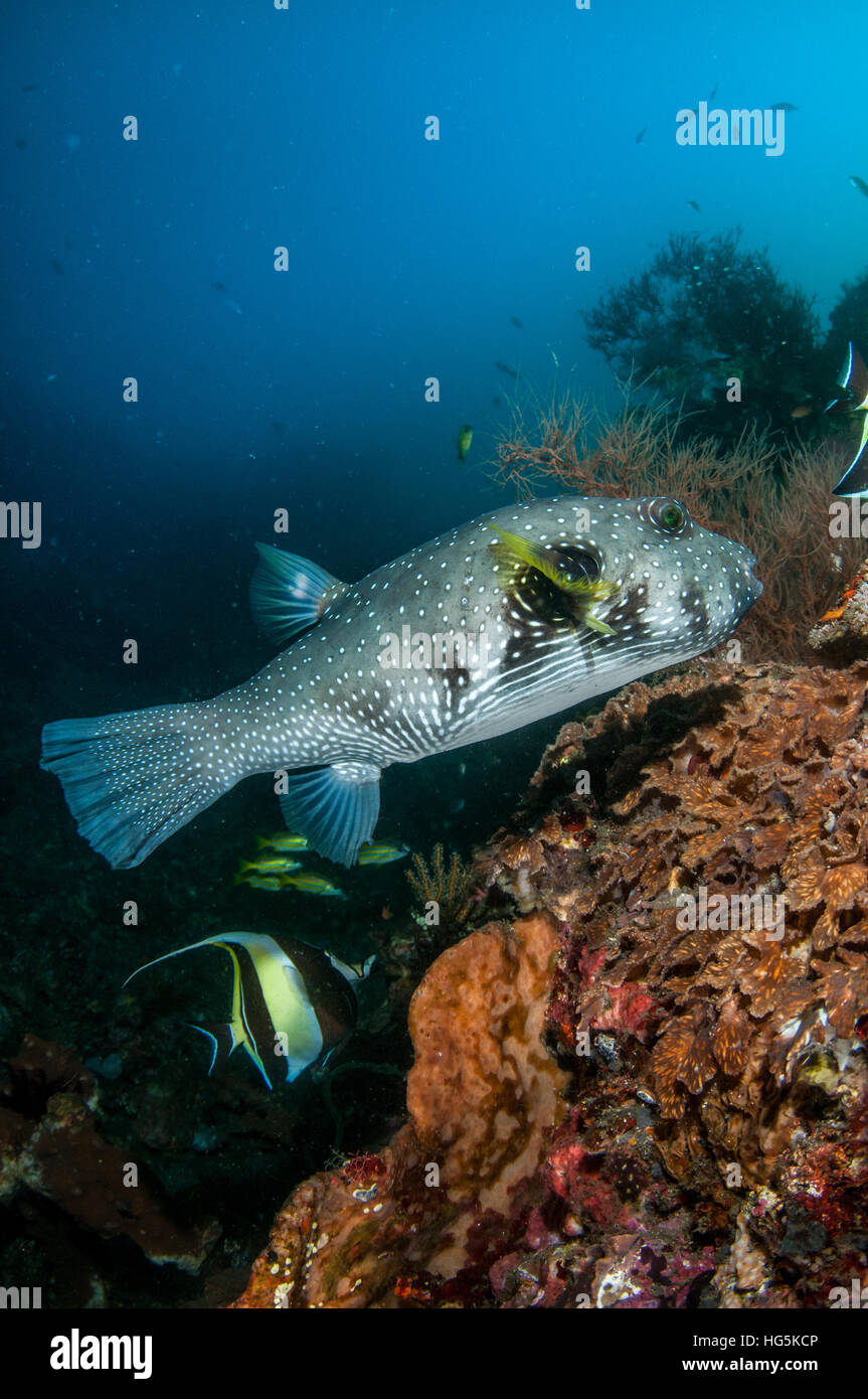 White-spotted puffer (Arothron hispidus) in Bali, Indonesia Stock Photo