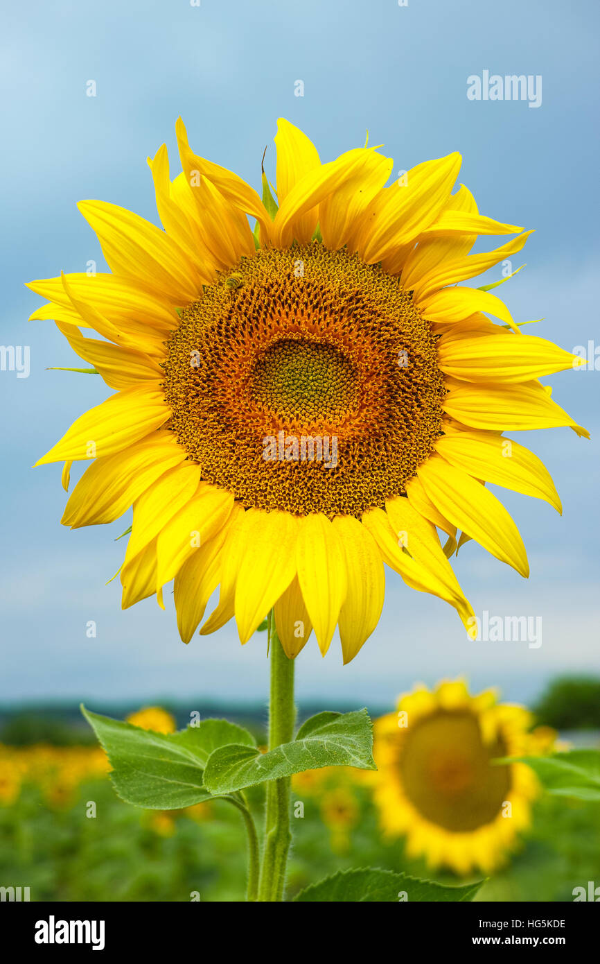 Sunflowers on the field and blue sky Stock Photo - Alamy