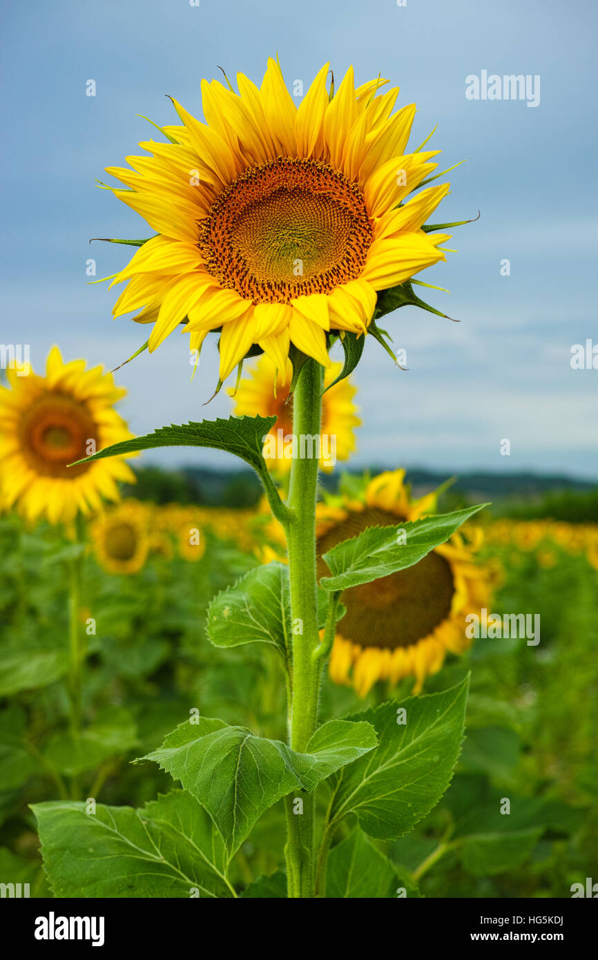 Sunflowers on the field and blue sky Stock Photo - Alamy