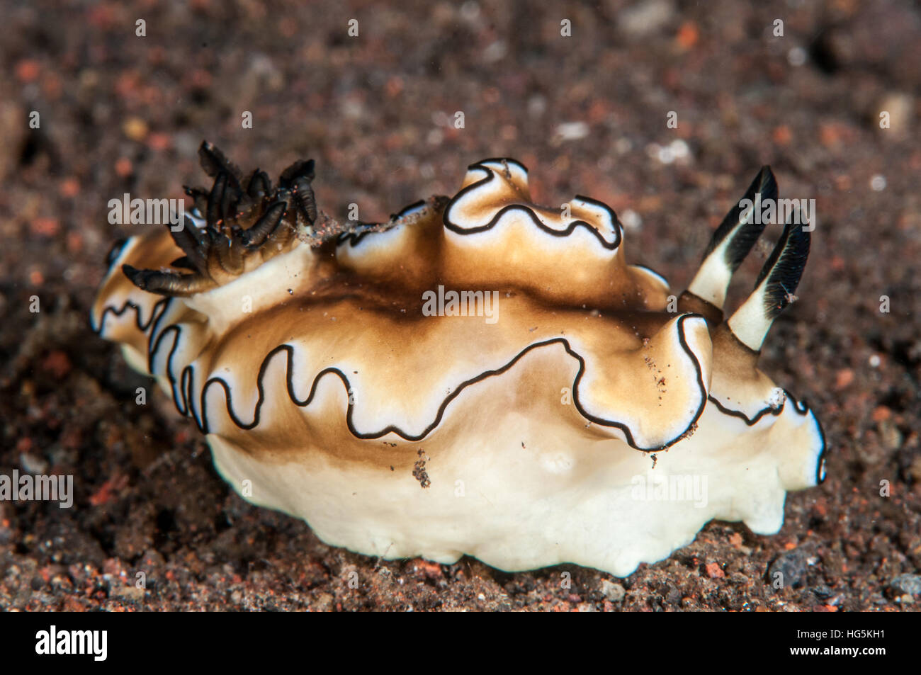 Nudibranch (Doriprismatica atromarginata), Bali, Indonesia Stock Photo