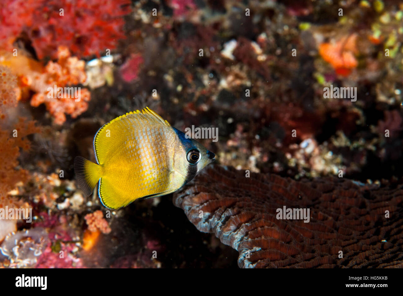 Blacklip Butterflyfish (Chaetodon kleinii), Bali, Indonesia Stock Photo