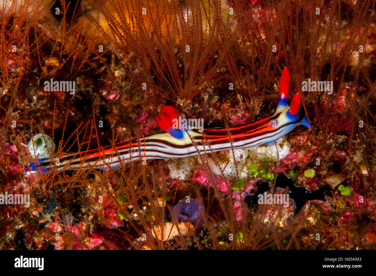 Nudibranch, Nembrotha aurea, Bali, Indonesia Stock Photo